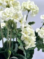 Sunkus dirbtinis pelargonijos vazonas - Image 12