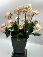 Sunkus dirbtinis pelargonijos vazonas - Image 9