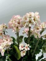 Sunkus dirbtinis pelargonijos vazonas - Image 8