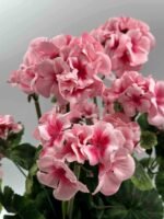 Sunkus dirbtinis pelargonijos vazonas - Image 6