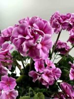 Sunkus dirbtinis pelargonijos vazonas - Image 5